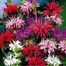 50 Bee Balm / Monarda Flower Seeds Mix / Perennial