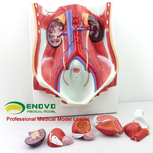1:1 GRÖSSE Harnsystem, Urogenitalmedizinischer Unterricht anatomisches Modell - Bild 3 von 8