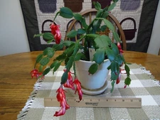 RED CHRISTMAS CACTUS PLANT ( ROOTED & CURRENTLY IN A 6" DIAMETER POT ) # 1