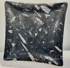 Genuine Polished Ammonite and Orthoceras Plate STONE PLATE FOSSIL 14"