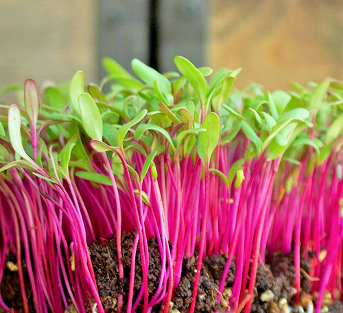 101+ BULLS BLOOD BEET Seeds Heirloom Vegetable Garden Patio Container Fast Easy - Picture 6 of 11