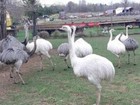 Three (3) Grey and or White Rhea Hatching Eggs good fertility this season