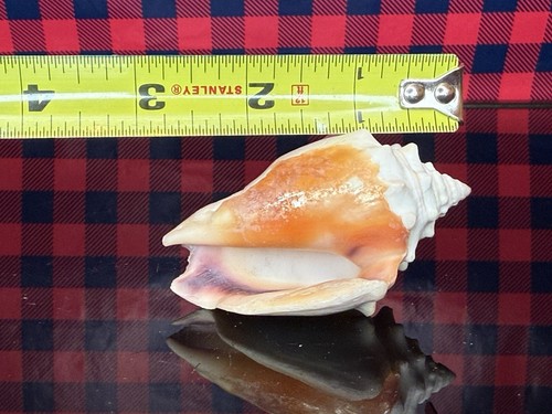Strombus Pugilis (W. Indian Fighting Conch) 3" - Picture 10 of 11