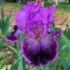 Tall Bearded Iris Rhizome "Drive Me Wild" Thomas Johnson 2007 Last One!