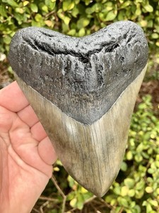 Poly ブレ―ド シャ―クティ―ス shark teeth 黒 6個セット Poly ブレ―ド シャ―クティ―ス shark teeth 黒 6個セット