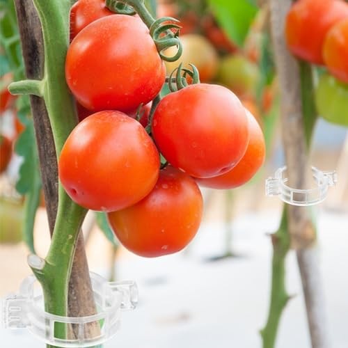 200 PCS Plant Support Clips, Tomato Clips, Plastic Trellis Clips, Grape Vine - Picture 3 of 7