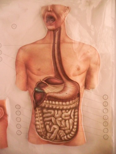 Modello anatomico tavola anatomica 3d corpo umano sistema digerente nova rico - Picture 4 of 7