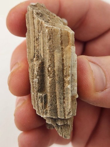 Achat Hexicorallia Koralle Fossil (Tabulata?) - Unbekannter Ort  - Bild 2 von 8