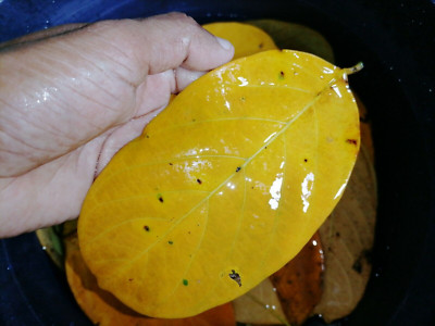 50pcs Natural Organic Dried Jackfruit Leaves Aquarium Fish Shrimp Tank free ship