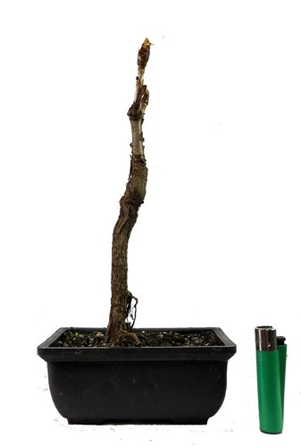 Conker Horse Chestnut Aesculus Hippocastanum Outdoor Bonsai Tree Actu Tree Ebay Conker Horse Chestnut Aesculus Hippocastanum Outdoor Bonsai Tree Actu Tree Ebay