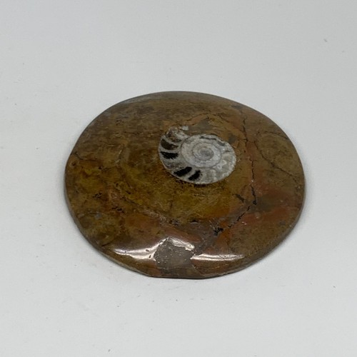 129.5g, 3.2"x3.2"x0.6", Goniatite (Button) Ammonite Polished Fossils, B30080 - Picture 6 of 8