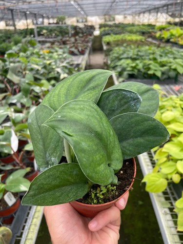 Pothos Jade Satin - Imagen 3 de 4