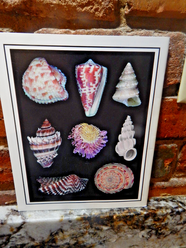 Die Muscheln von Sanibel und Captiva Islands von Ross Gundersen - 302 Bilder - Bild 2 von 7
