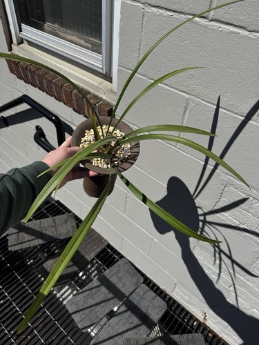 Cymbidium Ensifolium White Snake Variegated Blooming Size Orchid Plant - Picture 3 of 7