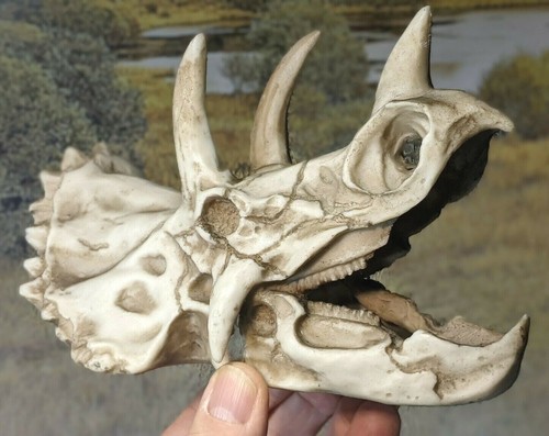 Dinosaur Skull Triceratops Replica Resin Model. Superb Detail. Not a real Fossil - Picture 3 of 8