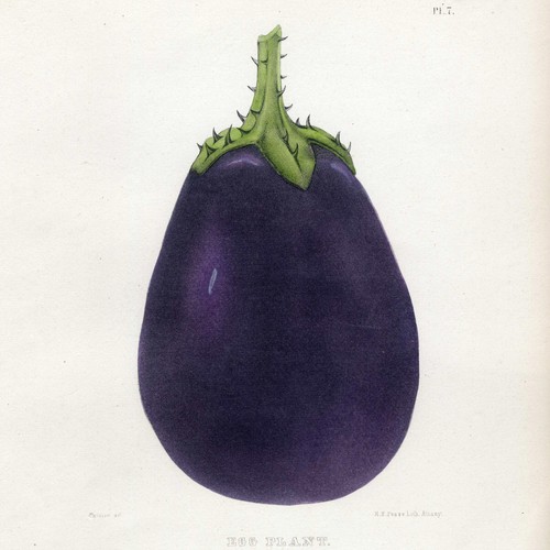 Rara EMMONS Agricoltura di New York, litografia a colori, pl. 7 PIANTA D'UOVO (melanzana) - Foto 3 di 5
