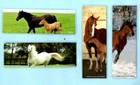 Horse Collectable Novelties