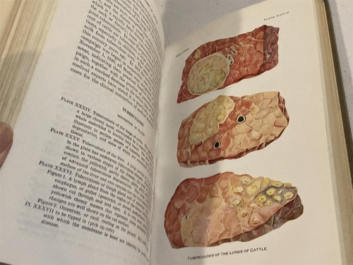 1942 hc USDA special report on Diseases of Cattle, revised edition - Bild 6 von 8