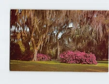 Postcard Spanish Moss & Colorful Azaleas Winter Park Florida USA