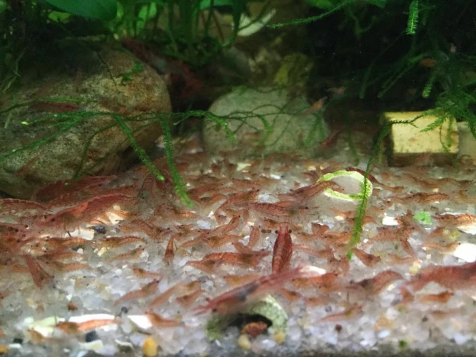 NEOCARIDINA RED CHERRY GAMBAS ACUARIO ESTANQUE PECES AGUA FRÍA ELIMINAN ALGAS - Imagen 3 de 4