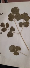 3 pressed leaves from 1970's