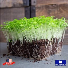 1000 Parsley Seed Dark Green Italian Microgreens Non-GMO Heirloom BOGO 50 OFF