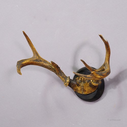 White Tailed Deer Trophy Mount on Wooden Plaque ca. 1900s - 第 3/4 張圖片