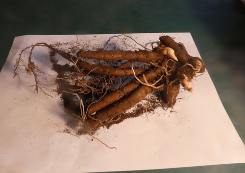 Gefüllte Staudenpfingstrose "Chiffon parfait"  Großer Wurzelstock - Bild 3 von 3