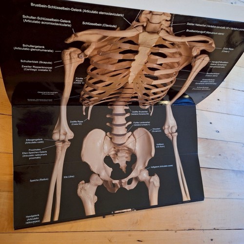 Das menschliche Skelett Posterbuch NGV - Anatomie Lebensgröße - leichte Gebrauch - Bild 2 von 9