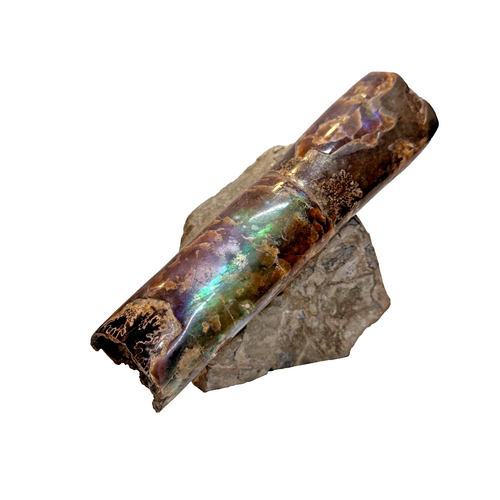 Opalescent 3 lbs 10.6 oz Polished Belemnite Fossil Squid Specimen 7 3/4" Archaic