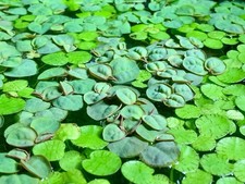 Red Root Floaters Phyllanthus fluitans 10 Plants BUY2 GET 1FREE RANDOM PLANT