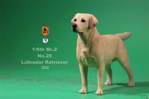 Mr.Z 1/6 Labrador Retriever cane fedele figura animale domestico decorazione animale modello giocattolo regalo bambino - Foto 7 di 26