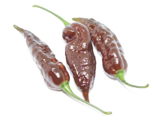 BHUT JOLOKIA CHOCOLATE GUINDILLA FANTASMA 20 SEMILLAS SEEDS CHILI PEPPERS GHOST - Imagen 3 de 9
