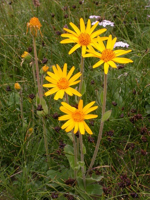 Leopard/'s Bane 100 Seeds Herb Seeds Arnica