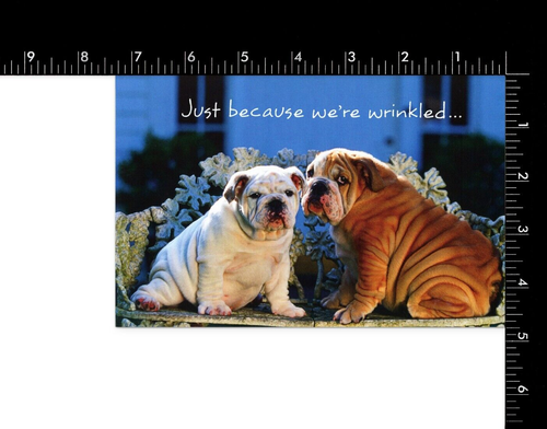 Funny BIRTHDAY Card, Cute Wrinkled Bulldogs by American Greetings + Envelope - Picture 3 of 5