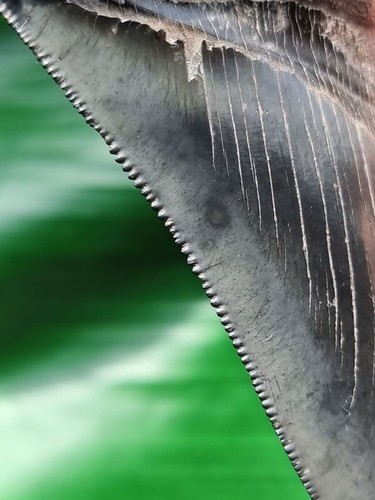 11,7 cm scuro impressionante dente del megalodonte - squalo dente fossile - Foto 8 di 11