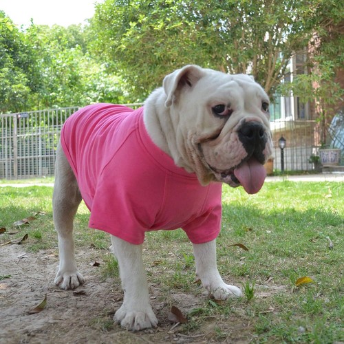 Pet Clothing Dog Costumes Basic Blank T-Shirt Tee Shirts for Large Small Dogs - Picture 204 of 229