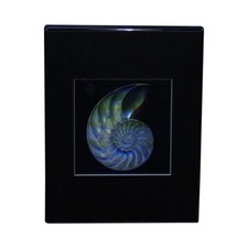 SOPORTE DE ESCRITORIO 3D Nautilus Shell (Acromato) Holograma Imagen, Coleccionable REPUJADO