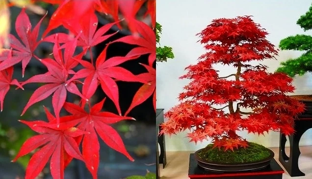 Acer palmatum 'Osakazuki' (Japanese Maple) 5 Tree Seeds | RARE Garden Bonsai UK - Image 2 of 3