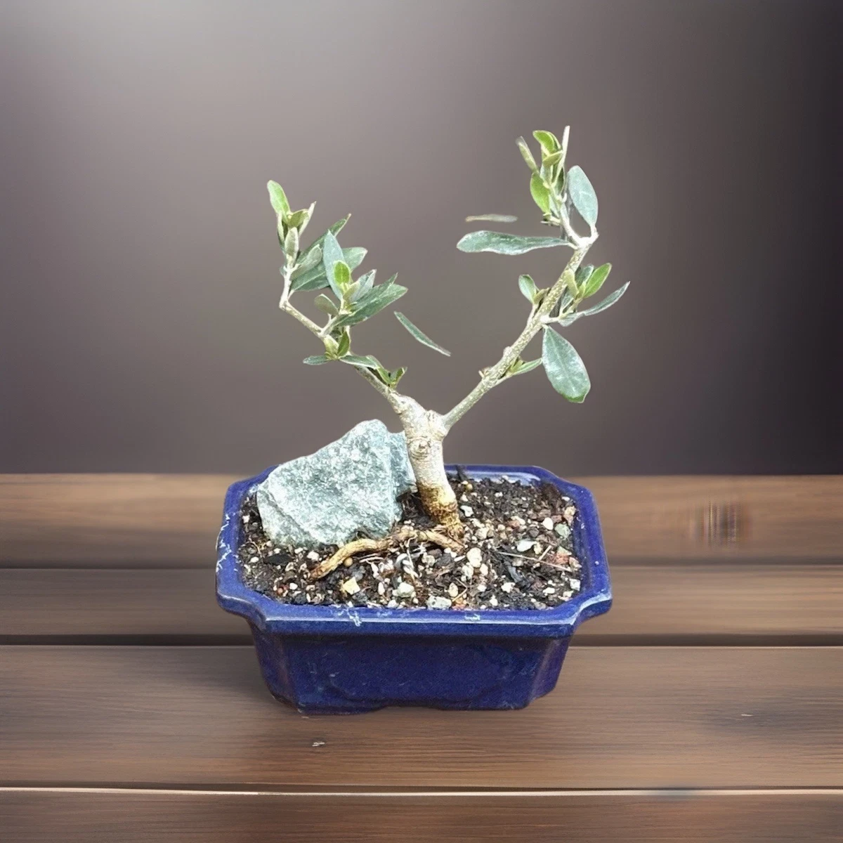 Finished Bonsai Bonsais for sale - eBay