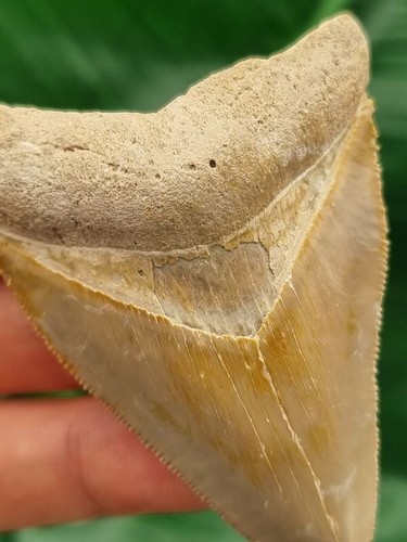 6,8 cm dente luminoso del megalodonte della Bone Valley - squalo dente fossile - Foto 7 di 7