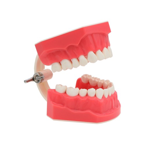 Modelo de tipodonte dental de EE. UU. para cepillarse hilo dental práctica enseñanza estudio - Imagen 11 de 13