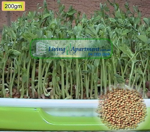 Field Pea (Dunn - called Sprouting Snow Pea at Restaurants ( Sprouting seeds ) - Picture 11 of 14