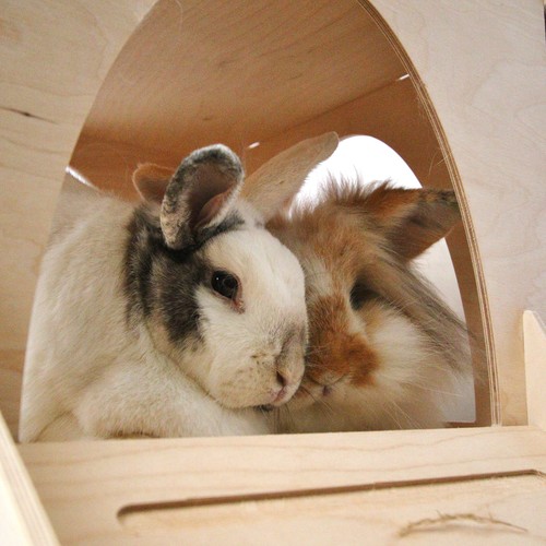 Rabbit Castle Starter Kit - Formaldehyde Free, Non Toxic, Wooden, Slot Together - Picture 5 of 15