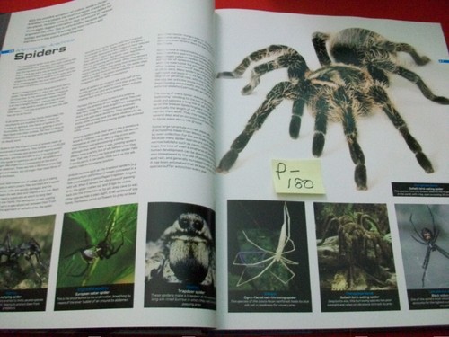 ANIMALS-A VISUAL GUIDE TO THE ANIMAL KINGDOM-GREAT INFO & PICTURES-GREAT 4 KIDS! - Picture 5 of 7