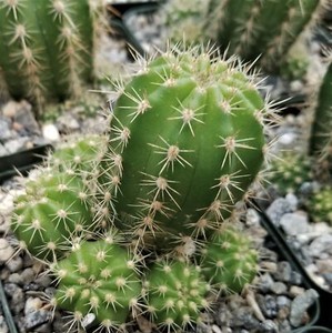Lobivia-purpureominiata-Cactus-Cacti-Succulent-Real-Live-Plant