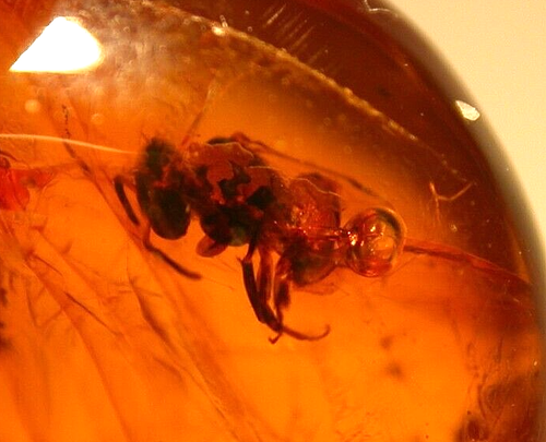 Extinct Stingless Bee Collecting Resin in Dominican Amber Fossil Gemstone - Picture 7 of 9