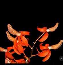 Thailand Dendrobium unicum Rare Species Orchid Blooming Size With Buds Live Plt