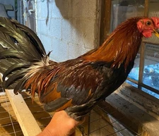 8 Month Old Hatch Stag