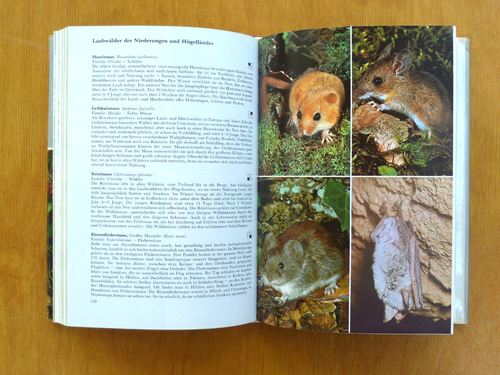 Bestimmungbuch Naturführer Waldführer Käfer Säugetiere Muscheln u.a., 1981-2003 - Foto 16 di 40